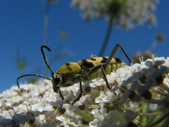 Chlorophorus varius