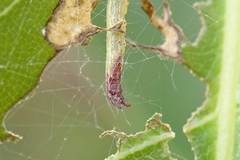 Arctioblepsis rubida