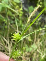 Carex elliottii