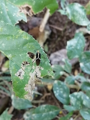 Hypselonotus linea