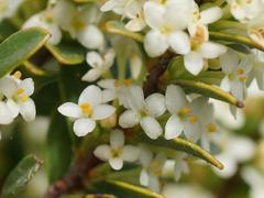 Pimelea axiflora alpina