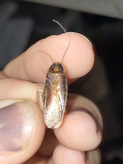 Ischnoptera bilunata