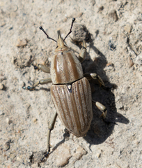 Sphenophorus aequalis