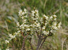 Pimelea axiflora alpina