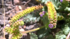 Phacelia pinnatifida