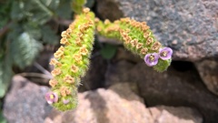 Phacelia pinnatifida