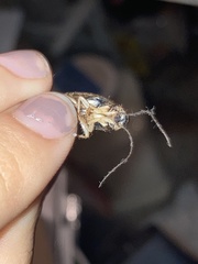 Ischnoptera bilunata