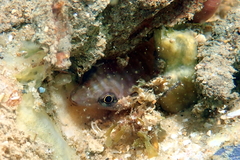 Aspasmogaster tasmaniensis