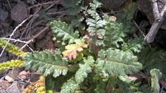 Phacelia pinnatifida