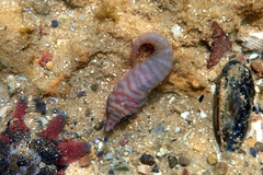 Aspasmogaster tasmaniensis