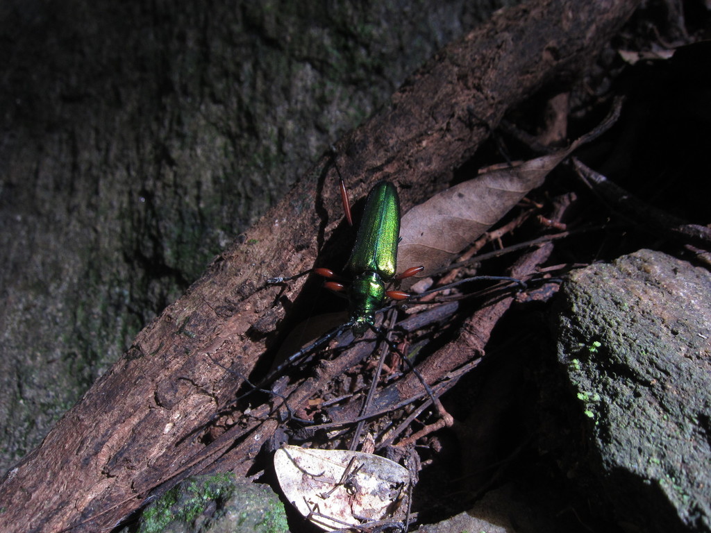 Philematium calcaratum