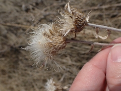 Cirsium flodmanii