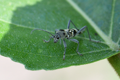 Chlorophorus macaumensis
