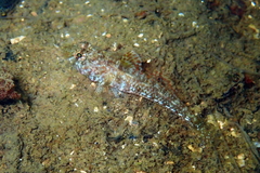 Nesogobius