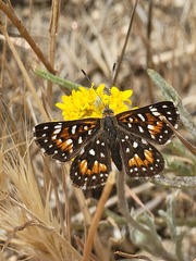 Apodemia virgulti