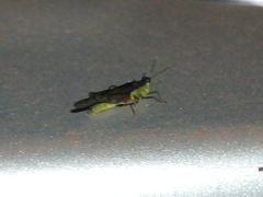 Paulinia acuminata