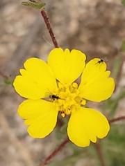 Deinandra kelloggii