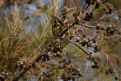 Casuarina equisetifolia