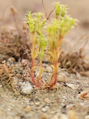 Lastarriaea coriacea