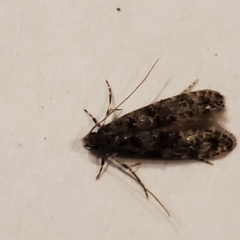 Tineidae clade b