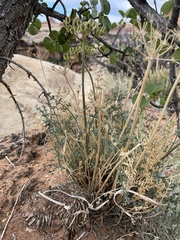 Lomatium parryi