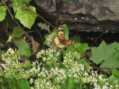 Junonia sophia sophia