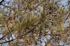 Casuarina equisetifolia