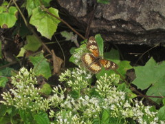 Junonia sophia sophia