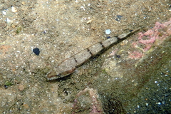 Platycephalus laevigatus
