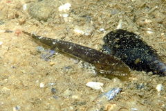 Platycephalus laevigatus