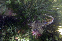 Platycephalus laevigatus