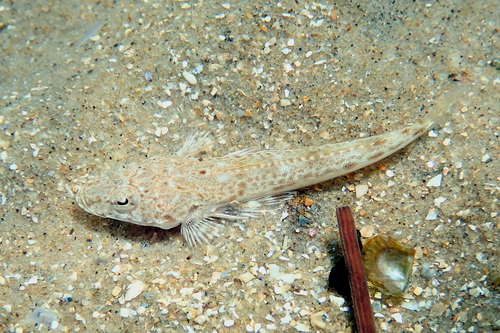 Mongrel tiger flathead (Platycephalus aurimaculatus) — Platycephalidae