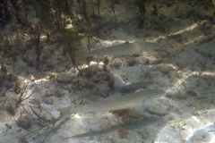 Sillaginodes punctatus