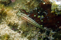 Tridentiger trigonocephalus