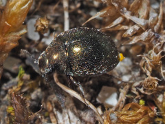 Lamprobyrrhulus nitidus