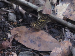 Catuna angustatum