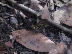 Catuna angustatum