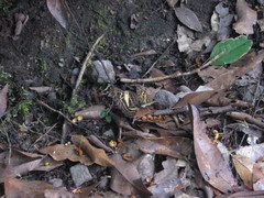 Catuna angustatum