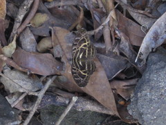 Catuna angustatum