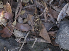 Catuna angustatum