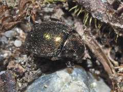 Lamprobyrrhulus nitidus