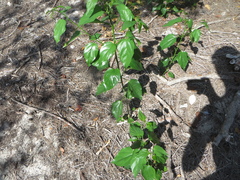 Colubrina asiatica image