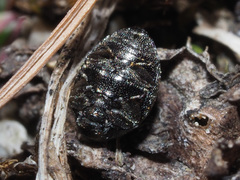 Lamprobyrrhulus nitidus