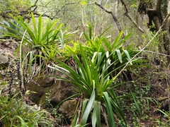 Werauhia werckleana