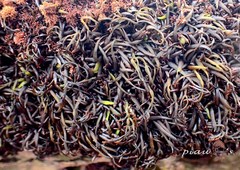 Chondracanthus intermedius