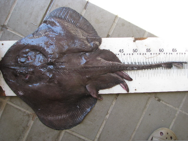 Bigthorn Skate