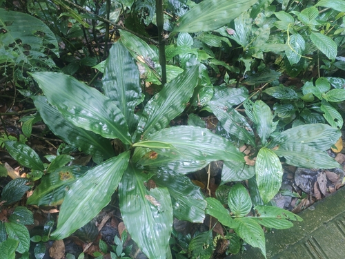 Amischotolype hispida iNat (2)