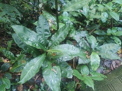 Amischotolype hispida