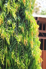 Polyalthia