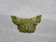 Neagathia corruptata